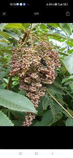 正宗挖盐肤木根五培子根 盐酸木 盐霜树根 盐刀柏根盐肤木叶