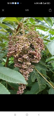 正宗挖盐肤木根五培子根 盐酸木 盐霜树根 盐刀柏根盐肤木叶