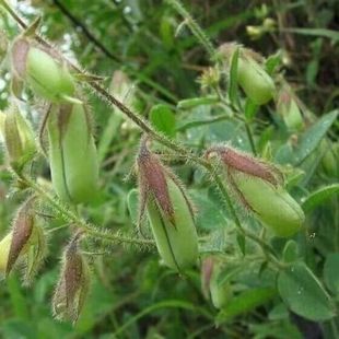 云南野生响铃草狗响铃野花生马铃草马响铃夏枯草新鲜肾气草野豌豆