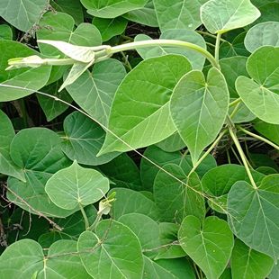 云南新货通关藤中药材乌骨藤通关藤 通光散 奶浆藤包邮保健