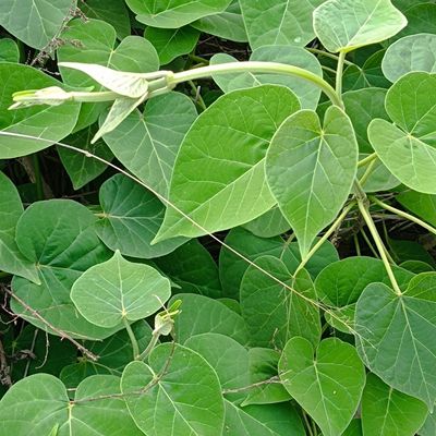 云南新货通关藤中药材乌骨藤通关藤 通光散 奶浆藤包邮保健