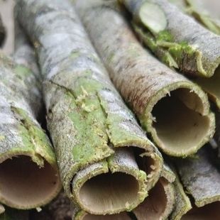 云南绿春橄榄树,可以药用凉拌吃橄榄树,油橄榄树根