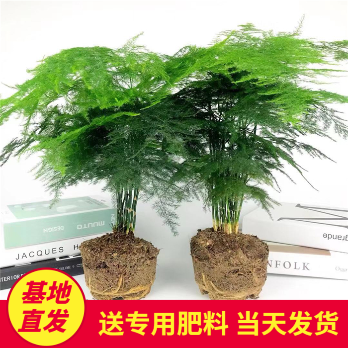 文竹盆景植物 室内绿色盆栽桌面吸甲醛净化空气观叶花卉绿植