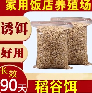 稻谷饵料稻谷引诱老鼠饵料引诱老鼠谷