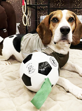 狗狗互动足球玩具球耐咬磨牙解闷神器宠物金毛柯基小型犬幼犬泰迪