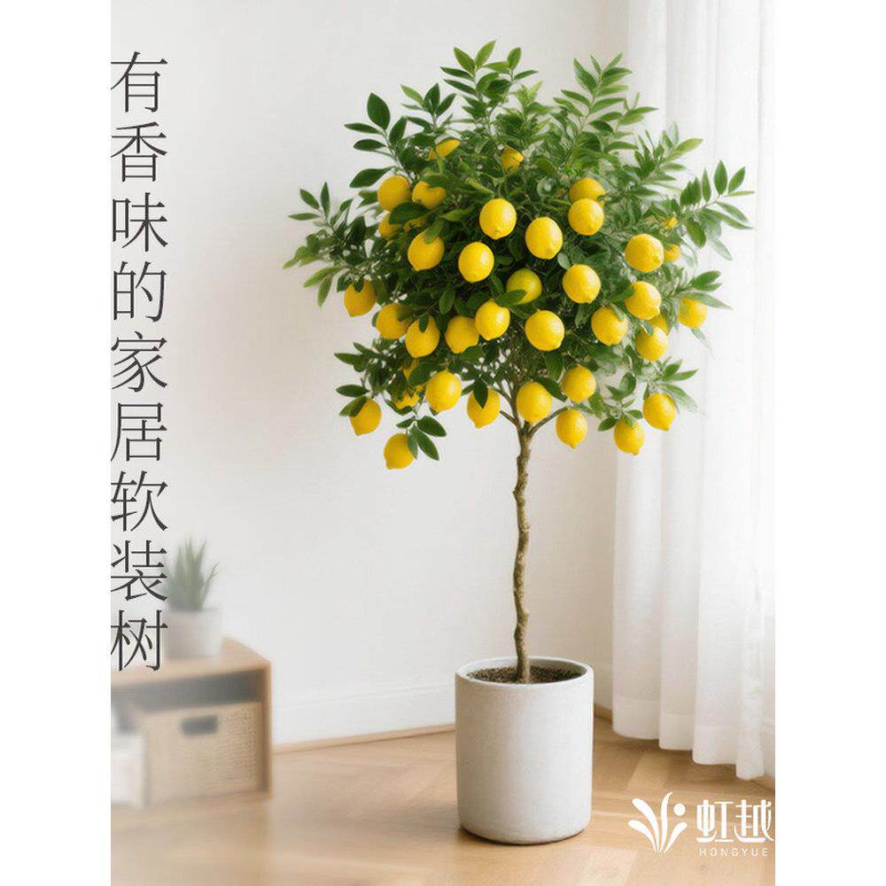 花彩柠檬树棒棒糖客厅绿植室内盆栽四季好养阳台花园景观大型老桩