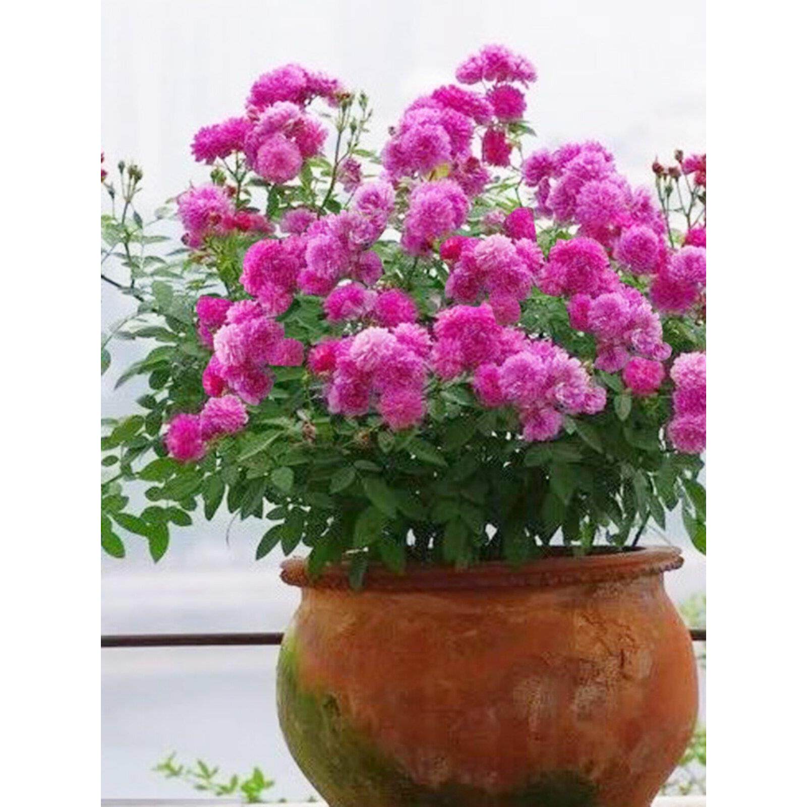 阳台浓香微型月季花苗甜蜜马车四季开玫瑰花盆栽植物花卉容易爆盆