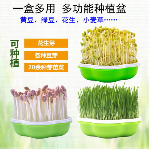豆芽机用种子质量怎么样 豆芽机用种子口碑怎么样 小麦优选
