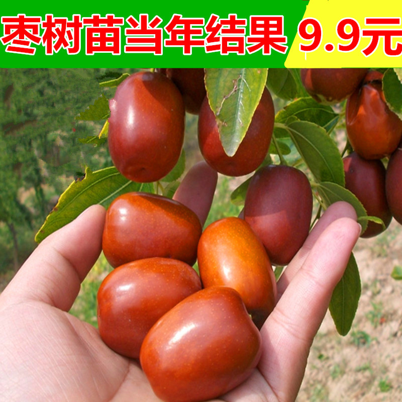 热卖正宗红枣苗枣树苗果树苗当年结果带花带土带叶