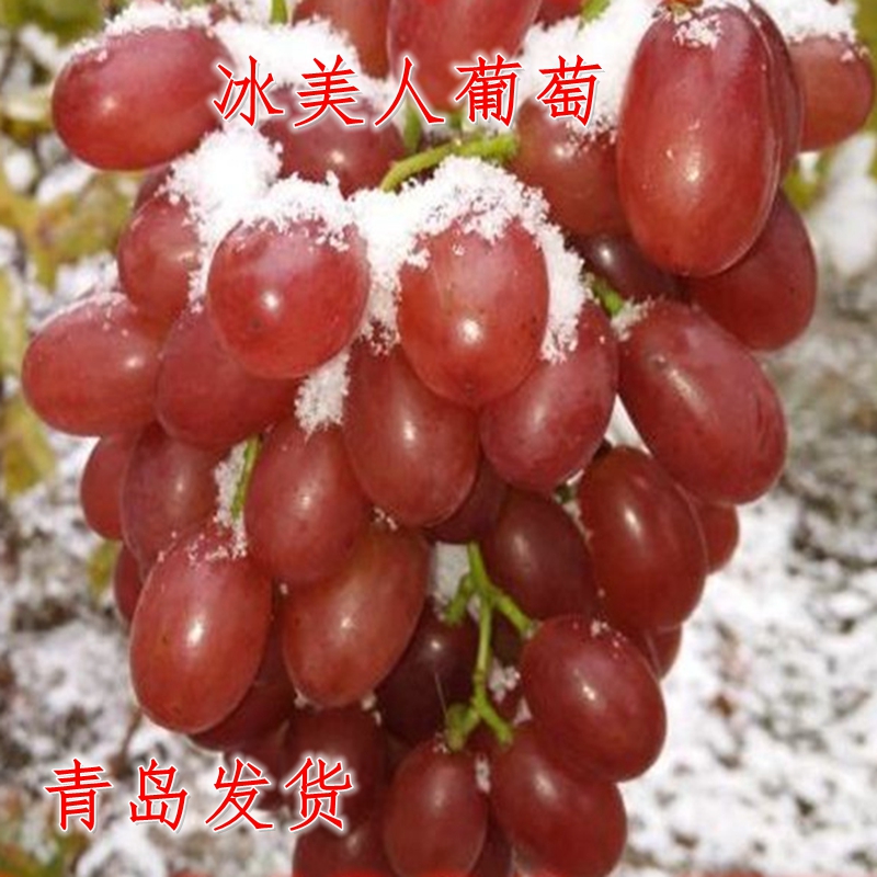 无核晚熟冰美人葡萄树苗嫁接葡萄苗盆栽庭院南北方