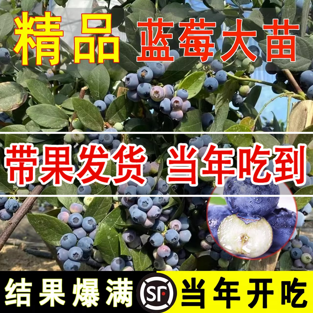 蓝莓苗盆栽蓝莓树苗兔眼蓝莓果苗南北方四季种植地栽当年结果带土 鲜花速递/花卉仿真/绿植园艺 果树 原图主图