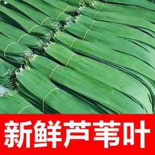 纯天然野生新鲜粽叶无污染包粽子柴叶清香芦苇叶长宽粽子叶100片