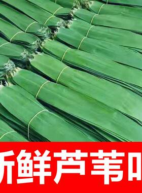 芦苇叶粽叶柴叶包粽子叶子