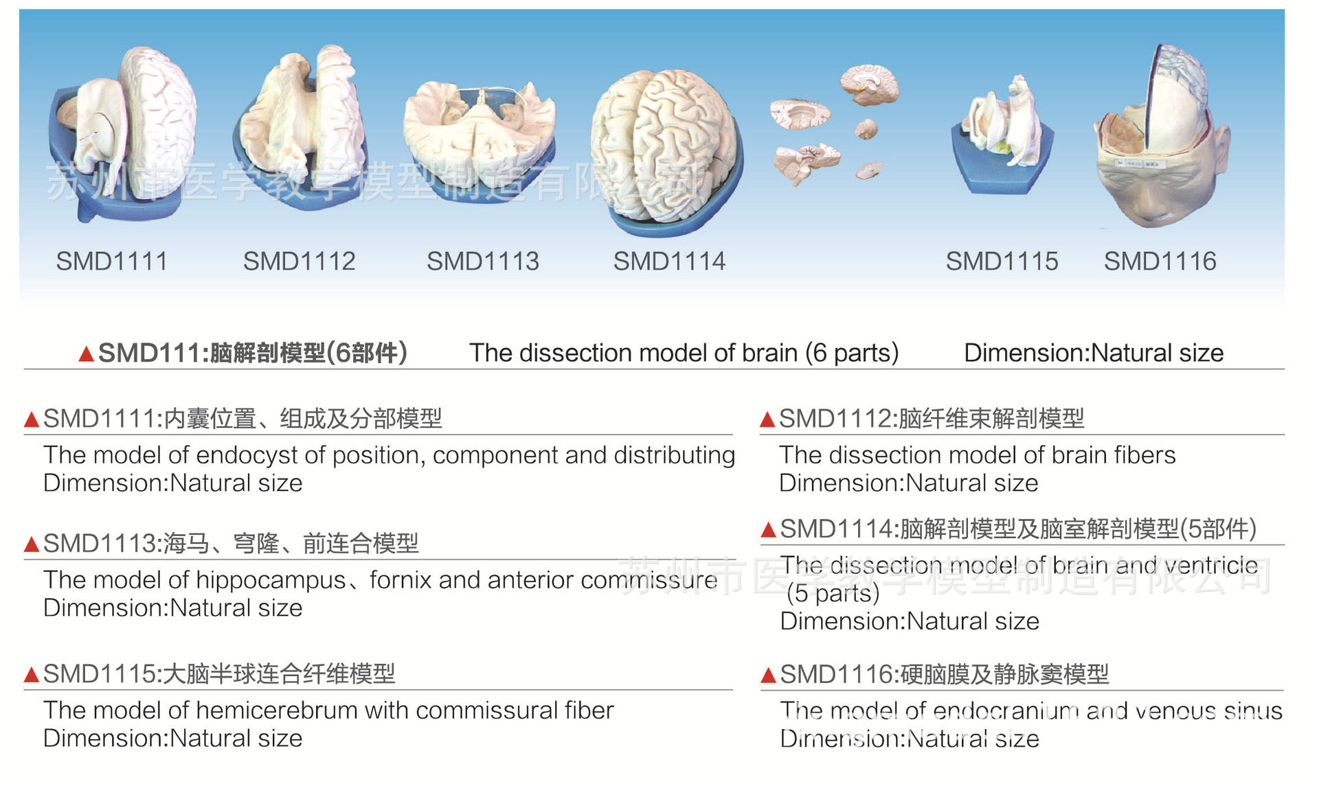 SMD1116硬脑膜及静脉窦模型