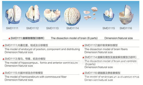 SMD1116硬脑膜及静脉窦模型