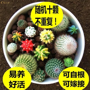 彩色仙人球盆栽植物组合套餐嫁接diy室内开花仙人掌类防辐射包邮