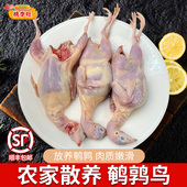 特大鹌鹑 新鲜鹌鹑肉冷冻鲜货活体现杀白条炖汤烧烤生骨肉3两1只