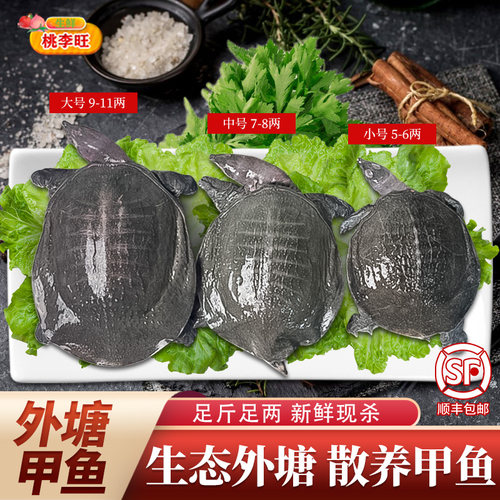 现杀鲜活大甲鱼中华鳖鱼