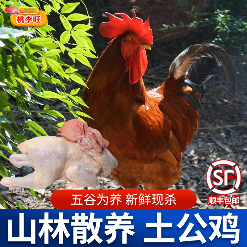 4斤新鲜现杀大公鸡散养鸡