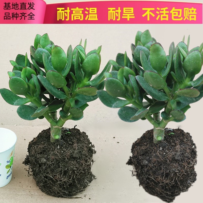 室内净化空气绿植花卉四季玉树盆栽玻璃翠燕子掌大多肉植物