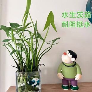 慈姑根种苗茨菇挺水水草水族装饰净化鱼缸植物阳台燕尾草慈菇种球