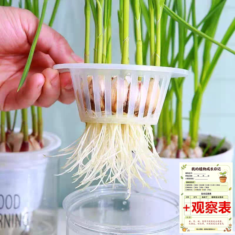 幼儿园小学生作业水培大蒜苗diy室内水草鱼缸植物蓝儿童观察日记