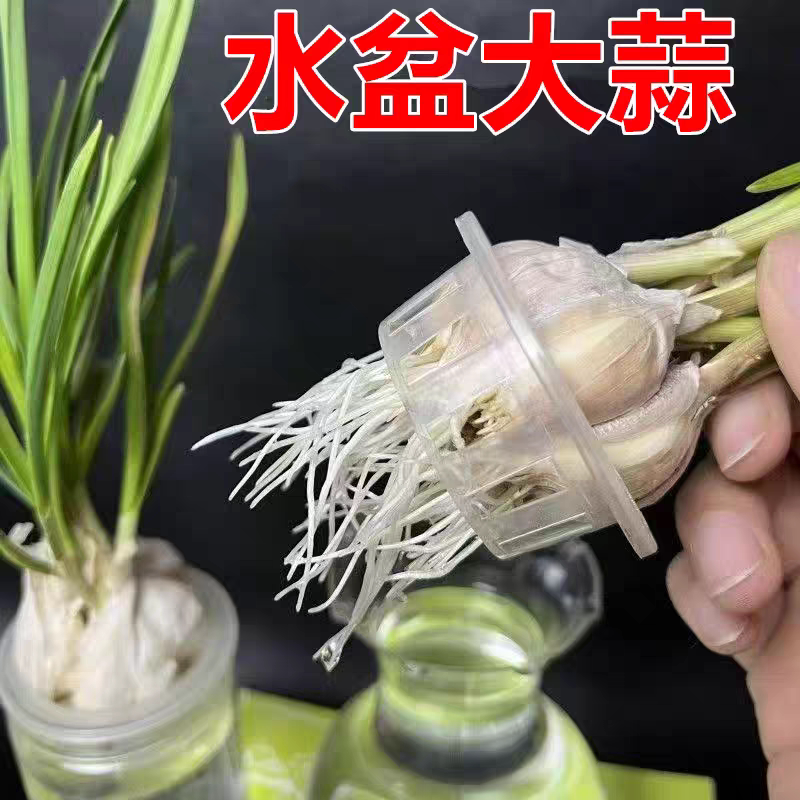 幼儿园小学生作业水培大蒜苗diy室内水草鱼缸植物蓝儿童观察日记