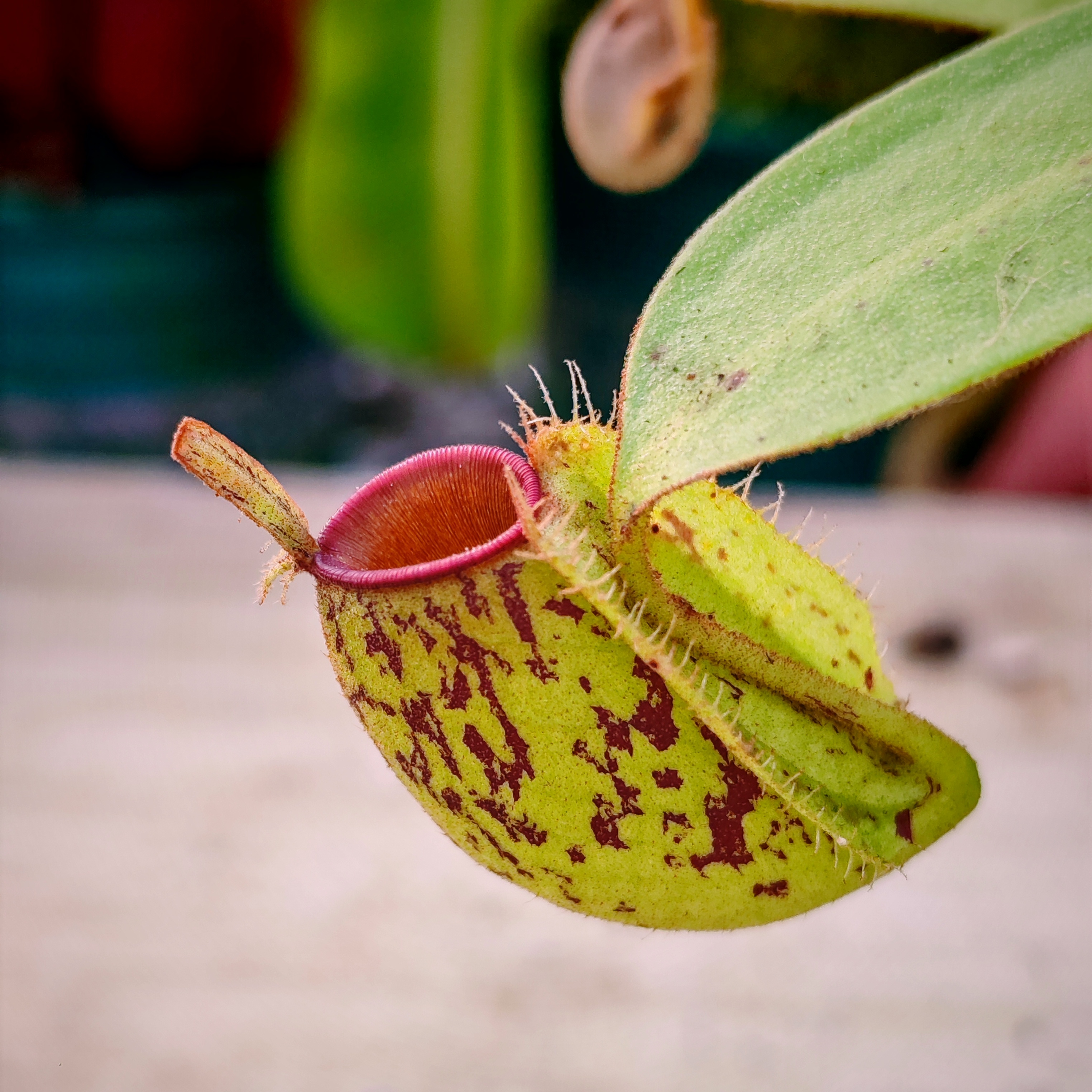 红唇绿斑苹果猪笼草食虫植物