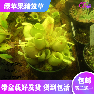 包邮 食虫植物捕蝇草趣味绿植盆栽 绿苹果猪笼草