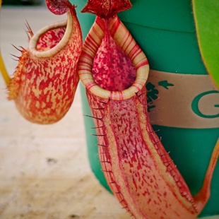 徐脑袋 六甲×维奇 猪笼草 实物图