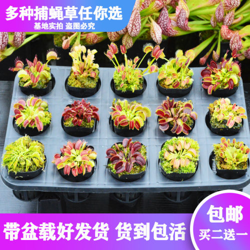 直销食虫植物驱蚊草趣味绿植盆栽