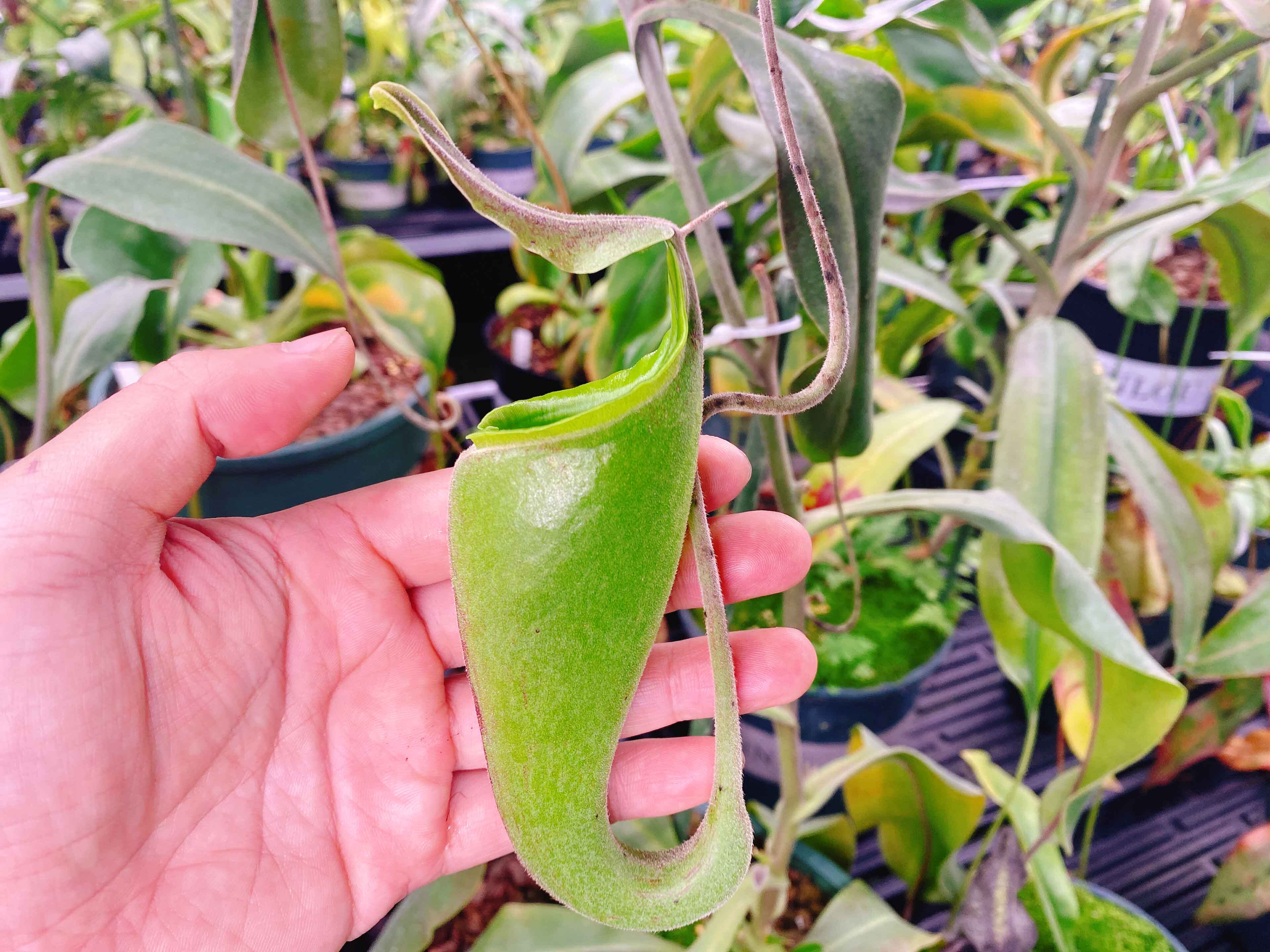 食虫植物 绅士猪笼草 正版小苗