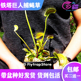 基地直销【铁塔巨人捕蝇草】食虫植物猪笼草驱蚊草多肉绿植盆栽