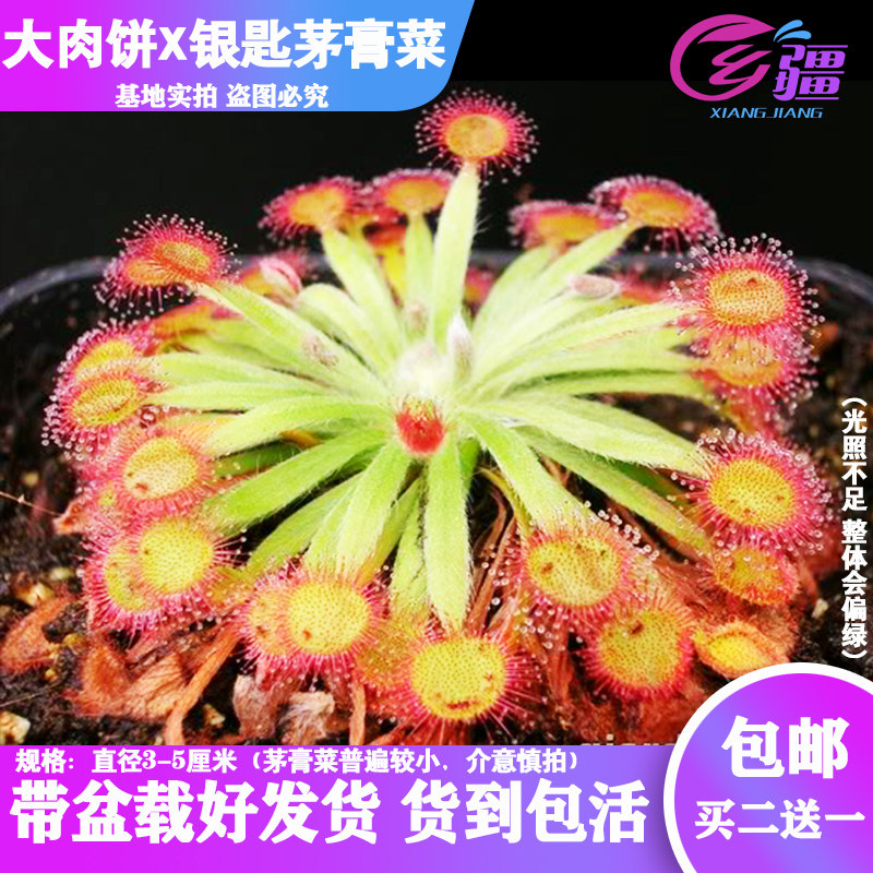 第二链接【直播专拍】捡漏啦食虫植物精选实拍【21-40编号】5-7