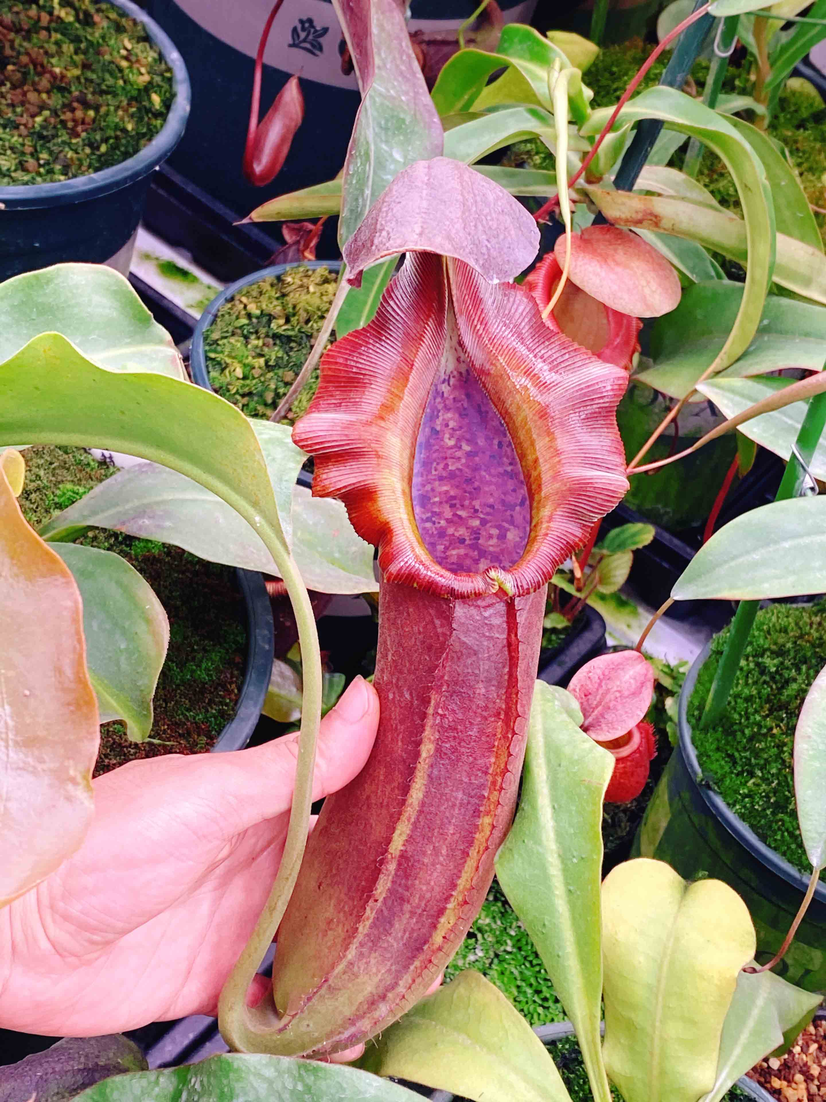 食虫植物 龙猪邦苏x宝特(巨大)猪笼草 【货源:ep】 扦插苗预定