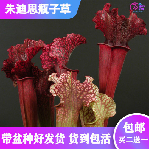 瓶子草食虫植物捕蝇草绿植盆栽