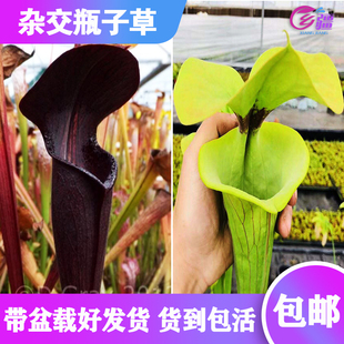 【黑管翼状X黄瓶子草CT2】食虫植物 杂交瓶子草 实生苗 包邮