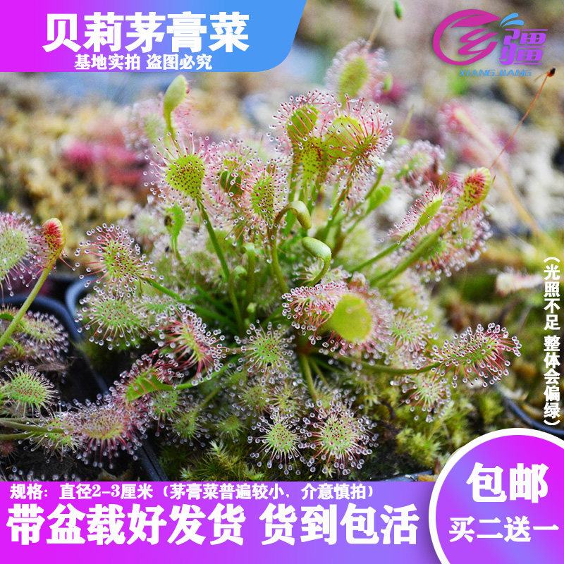 基地直销【贝莉茅膏菜】食虫植物捕蝇草驱蚊草多肉趣味绿植盆栽