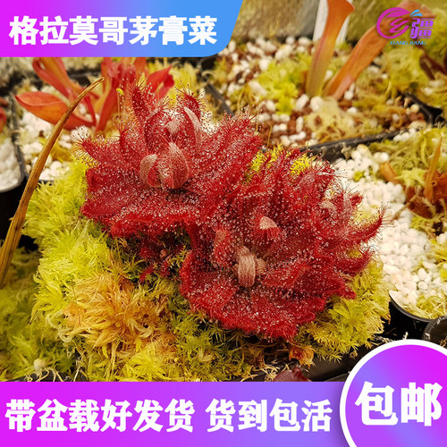 直销格拉莫哥食虫植物多肉绿植