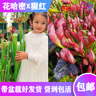 【花哈密X猩红瓶子草】食虫植物 杂交瓶子草 实生苗 包邮