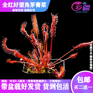 基地直销【全红好望角茅膏菜】食虫植物捕蝇草驱蚊草多肉绿植盆栽