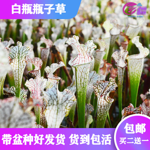 基地直销【白瓶瓶子草】食虫植物捕蝇草猪笼草驱蚊草多肉绿植盆栽