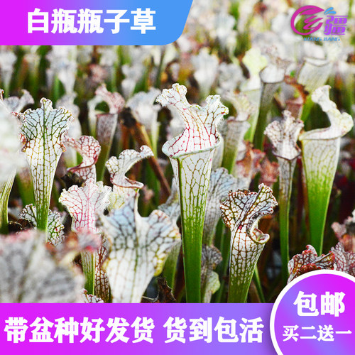 直销白瓶食虫植物猪笼草多肉绿植