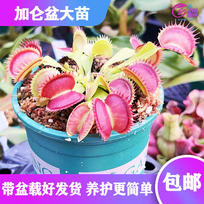 基地直销【多种食虫植物加仑盆大苗】猪笼草驱蚊草趣味绿植盆栽