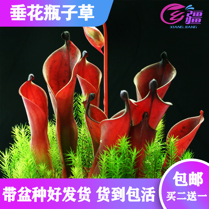 直销垂花太阳瓶子草食虫趣味植物图片