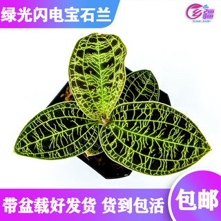 【多种电光宝石兰 绿闪红叶电宝石兰】雨林缸造景植物 绿植盆栽