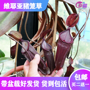 【维耶亚猪笼草】进口食虫植物捕蝇草驱蚊草趣味绿植盆栽包邮