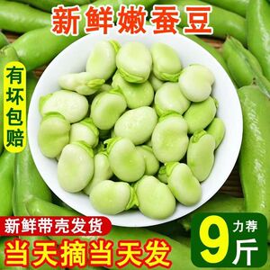 新鲜嫩蚕豆10斤带壳青豆角粒农家蔬菜水果甜豆荚当季批发整箱包邮