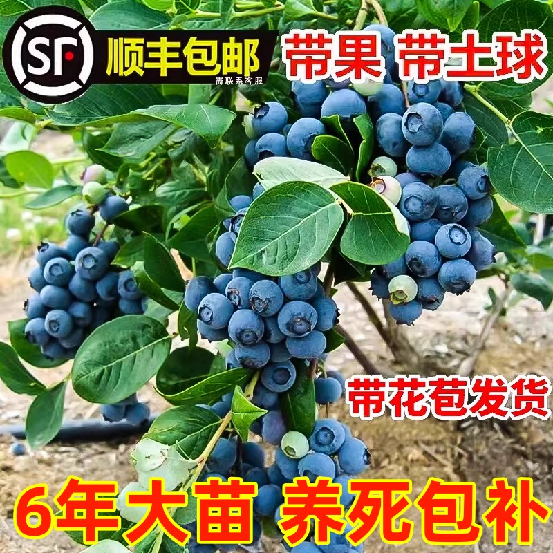 蓝莓树果苗带果蓝莓苗盆栽果树苗当年结果南北方种植兔眼特大阳台