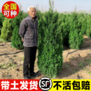 桧柏树树苗塔柏侧龙柏庭院行道风景大树园林工程绿化乔木四季 常青